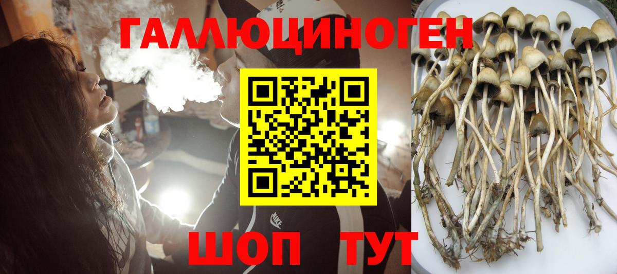 Переславль-Залесский  Галлюциногенные грибы Psilocybe  Вход с VPN 